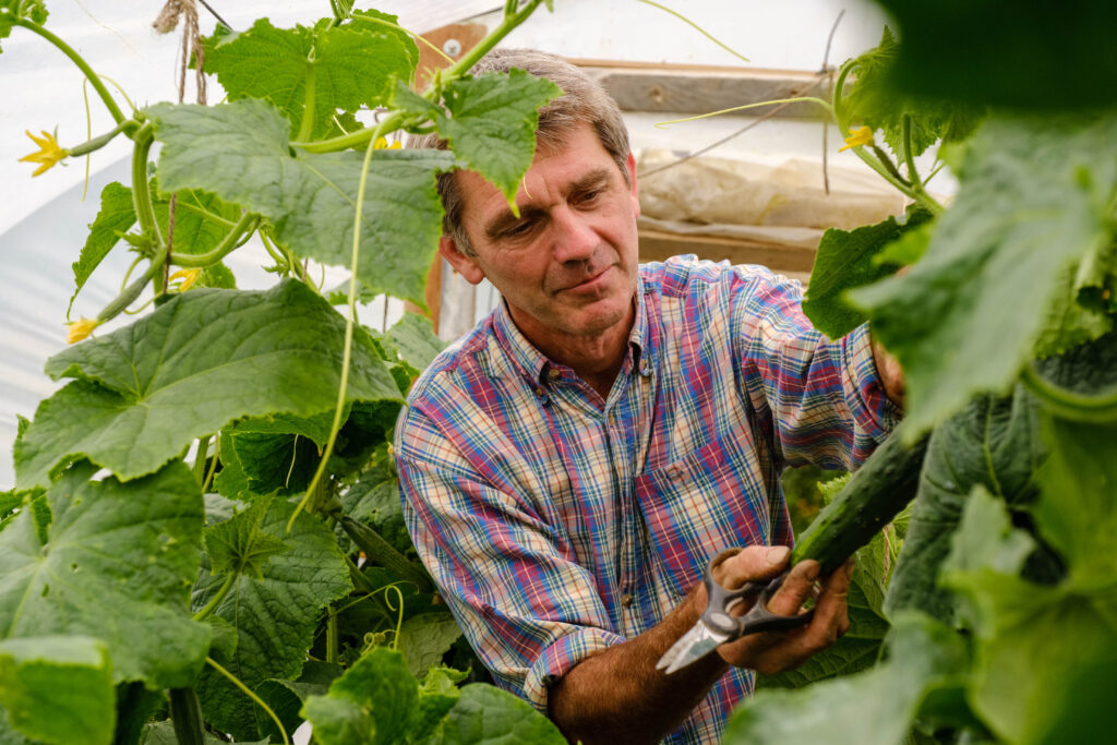 Farmer Matt West in a polytunnel with cucumbers